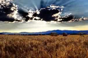 Un champ de céréales du côté de Loudes en 2018.