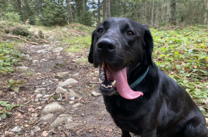 Il ne fait vraiment pas "un temps de chien", comme dirait l'autre