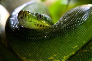 Un serpent vert pour l'exposition Serpent au Puy-en-Velay