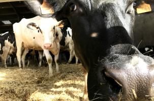 Les vaches de la Haute-Loire... une véritable richesse pour le département.