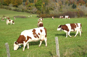 Le comté, morbier ou encore Mont d'Or... sont constitués avec le lait de la Montbéliarde. 