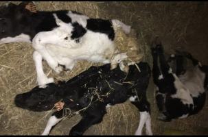 32 animaux sont morts en moins de 6 mois.