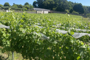 Le domaine viticole est prêt à accueillir quiconque suspicieux du process employé. 