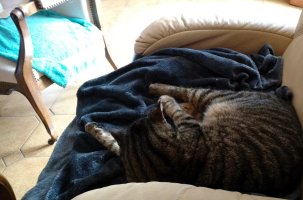 L'un des chatons a été littéralement désolidarisé du sol.