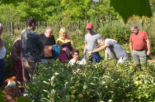 Tailler un arbre fruitier ne s'improvise pas.