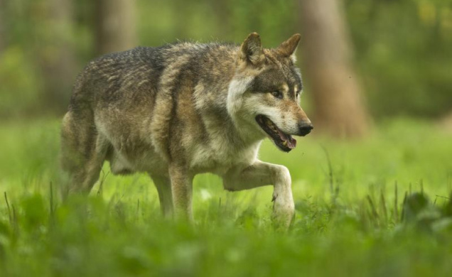 Depuis que l'homme et loup partagent le même air, la cohabitation semble compliquée. 