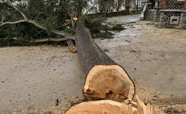 Le vieil arbre a été littéralement tranché à sa base, acte tant gratuit que stupide. 