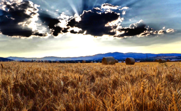 L'agriculture française donnée en pâture au Dieu de la concurrence mondiale ?