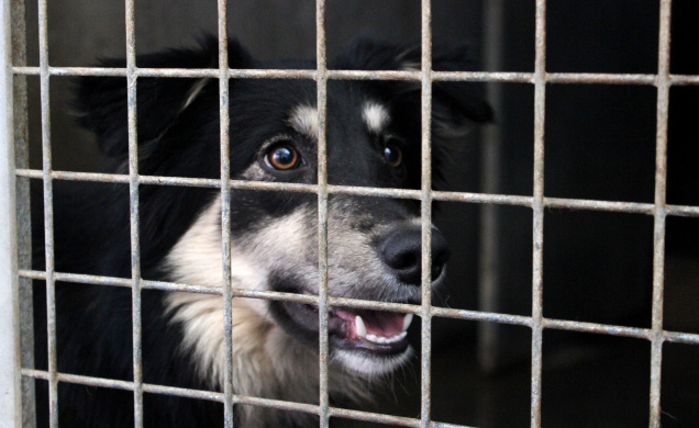 En France, selon des estimations, chaque année plus de 100 000 animaux abandonnés