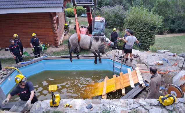 Les pompiers sont là pour tous, humains et animaux, comme cette jument en difficulté. 