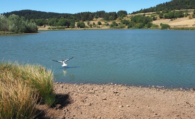 Le lac du Péchay en proie à une véritable hécatombe pour les poissons qu'il abrite. 
