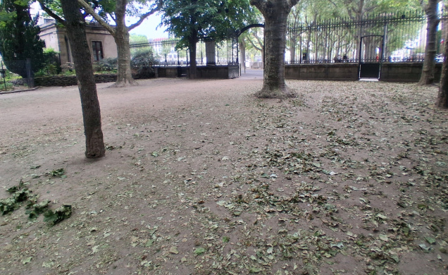 Des feuilles vertes par centaines sur le sol