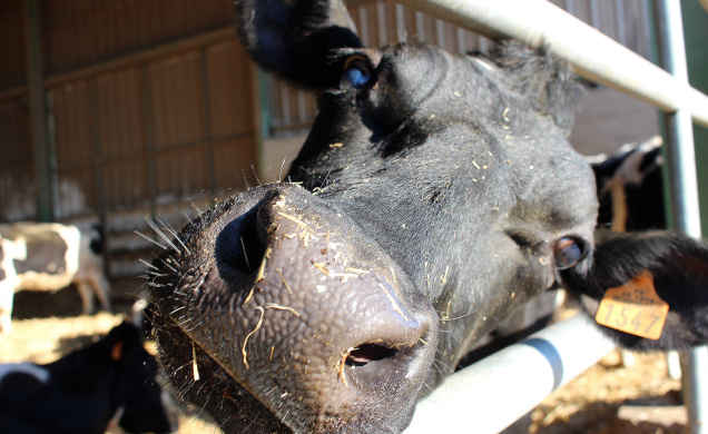 La crise actuelle des agriculteurs cache des tensions sur maints sujets sociétaux.