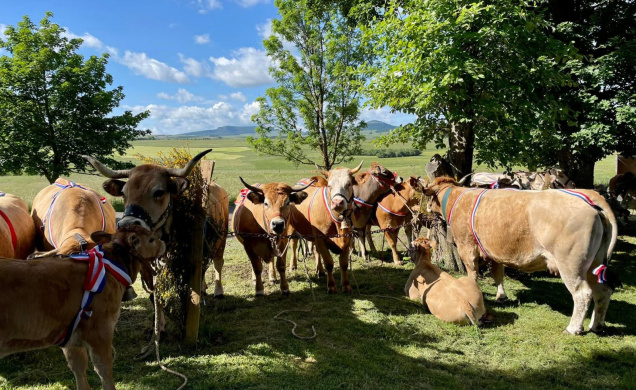 Le Fin Gras, viande issue de bœufs et de génisses élevés au foin et à l'herbe au Mézenc.