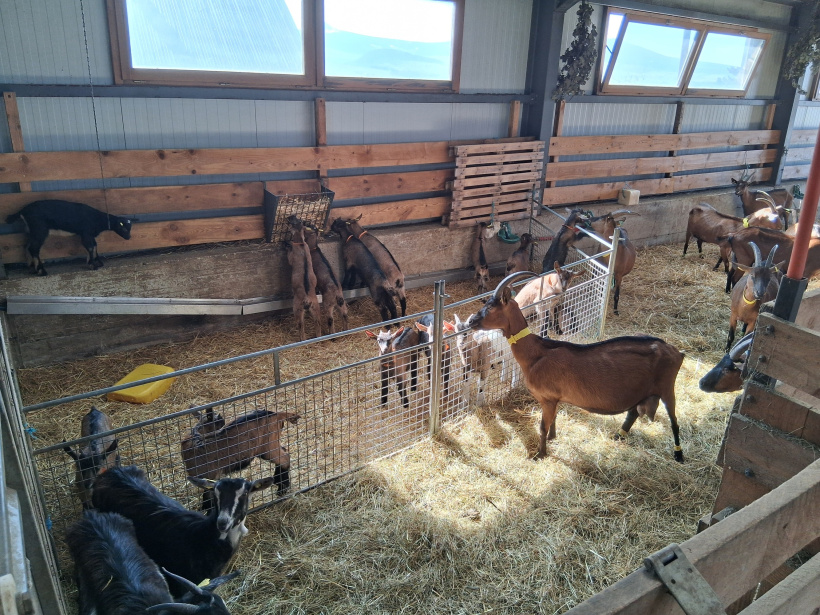 Les chèvres de la Ferme des Fayards