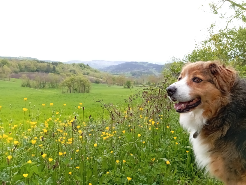 Une course pour la cause animale