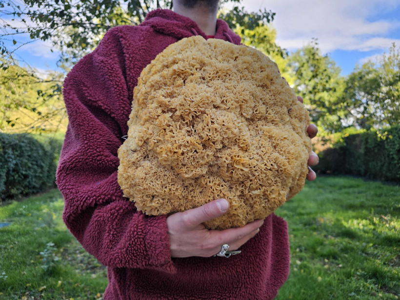 Le champignon pèse 5,8 kg.
