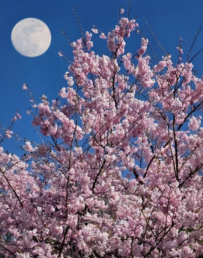 La lune s'est inspirée du rose de l'arbre pour se parer de la même robe. 