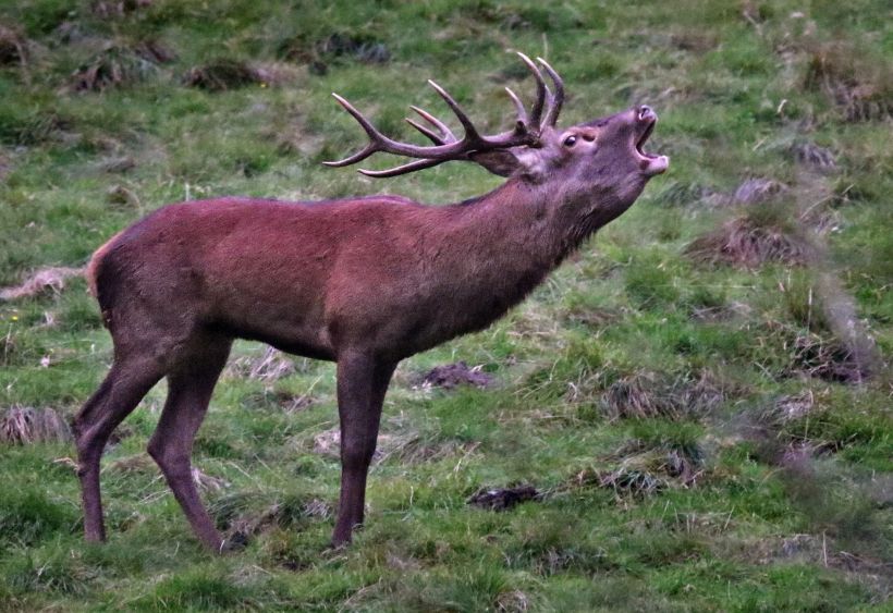 Le brame du cerf, rugissement du roi de nos forêts. 