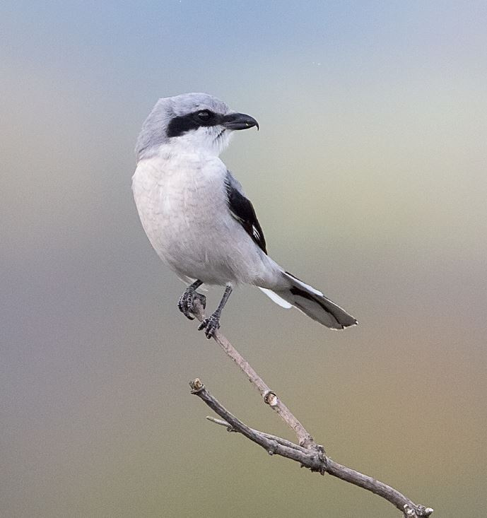 Espèce d’oiseau fortement menacée, la Pie-grièche grise