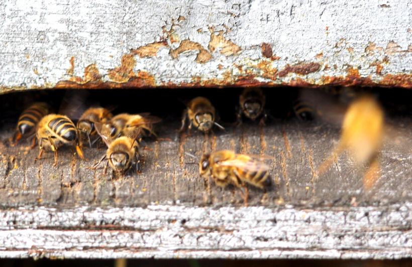 Les abeilles... un miracle de la nature tant par leur société que par leur production. 