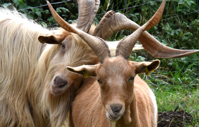 Des animaux et des hommes. 