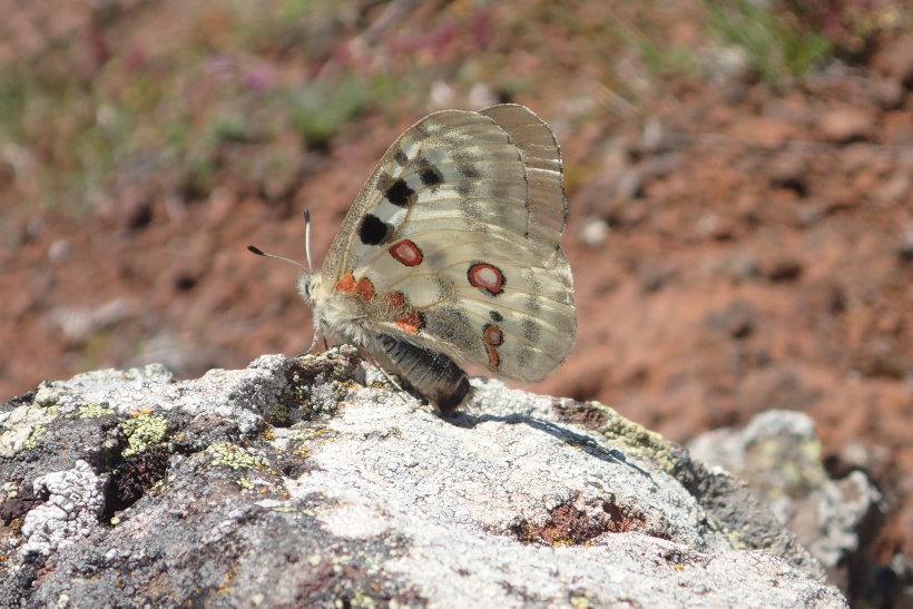 L'apollon, papillon emblématique de nos montagnes, est voué à disparaître.