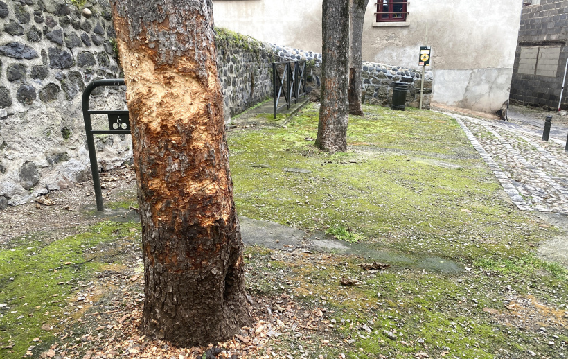 L'arbre est lourdement blessé. L'origine des marques est encore inconnue.