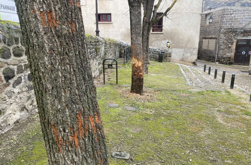 Deux arbres présentes des scarifications. 