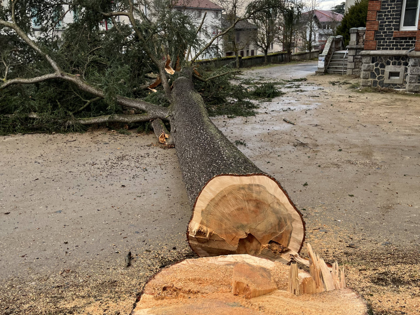 Le vieil arbre a été littéralement tranché à sa base, acte tant gratuit que stupide. 