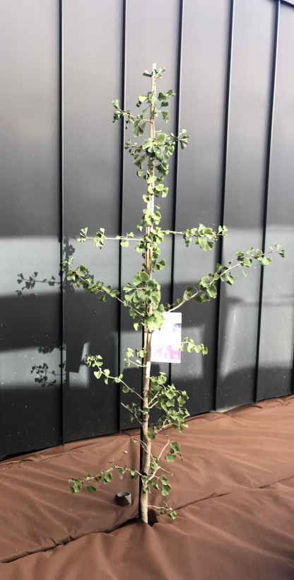 L'arbre choisi est un ginkgo biloba.