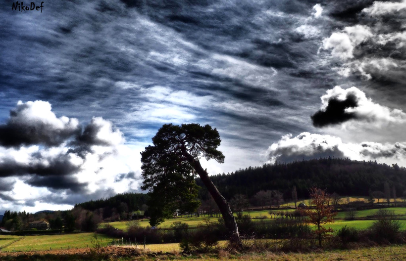 Les arbres... garants de notre survie à toutes et tous. 