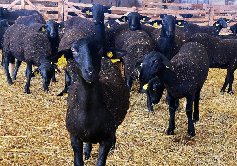 Les brebis Noires de Velay du Gaec des Cabarets