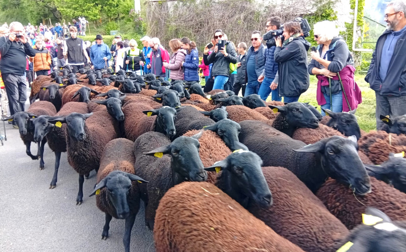 La transhumance et de la tonte traversent le temps et les cœurs en terres vellaves.