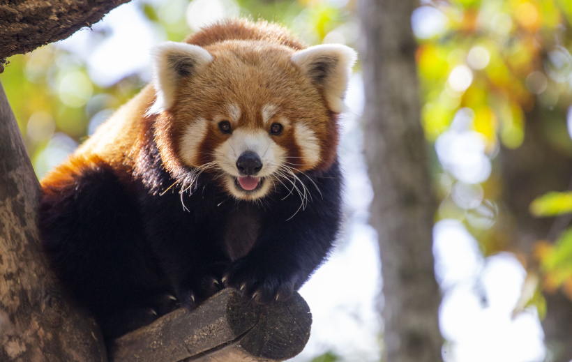Parc animalier d'Auvergne