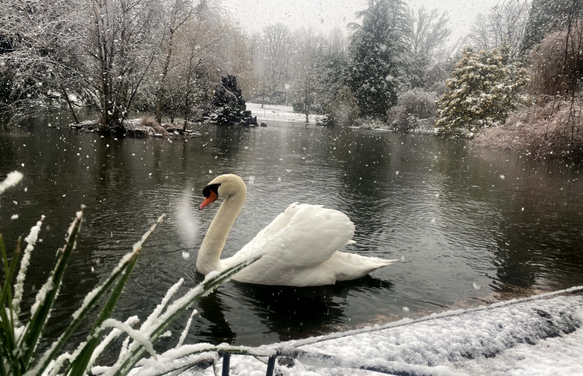 "Le lac des cygnes" sous la neige de ce 30 janvier 2025, au Puy-en-Velay.  