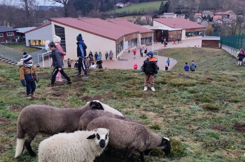 Cinq moutons sont devenus des élèves à l'école de Saint-Etienne-Lardeyrol. 
