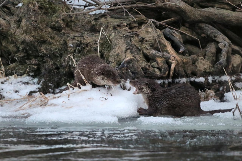 La glace et l'eau, formidable terrain de jeux pour les deux loutrons. 