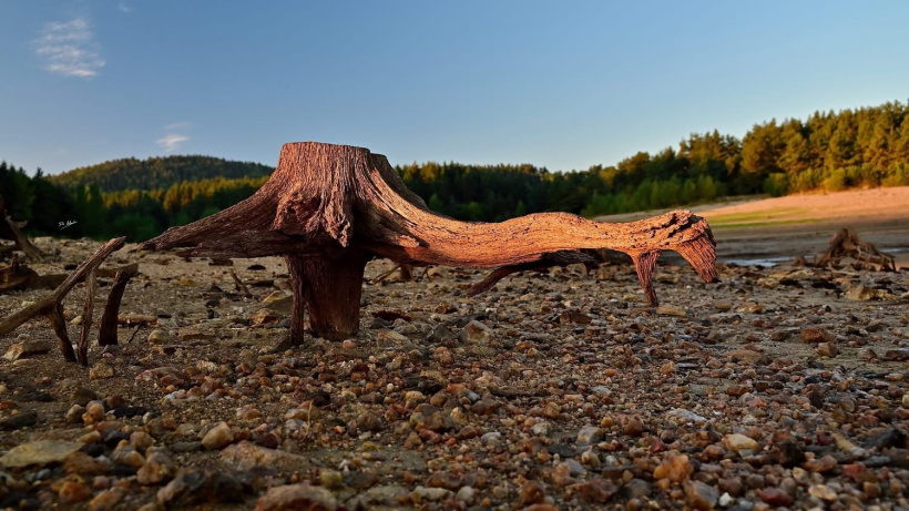 Une des créatures en pleine chasse de cailloux, mets qu'elles raffolent assurément. 