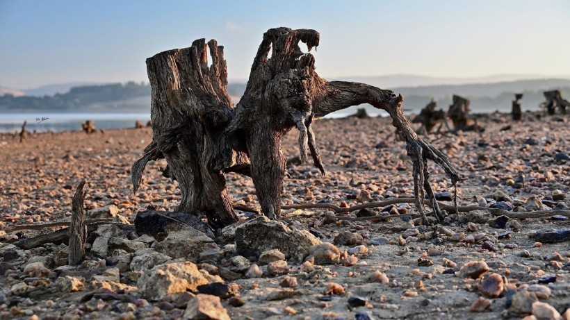 Les vestiges de l'ancienne forêt refont surface, comme des témoins immortels du passé. 