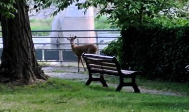 L'animal sauvage a visité quelques secondes la cité de l'eau et du vélo.