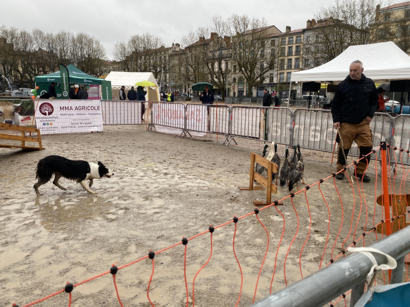 Le chien guide le parcours des canards grâce aux ordres de son berger