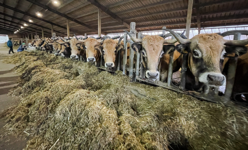 Les vaches Aubrac en plein repas