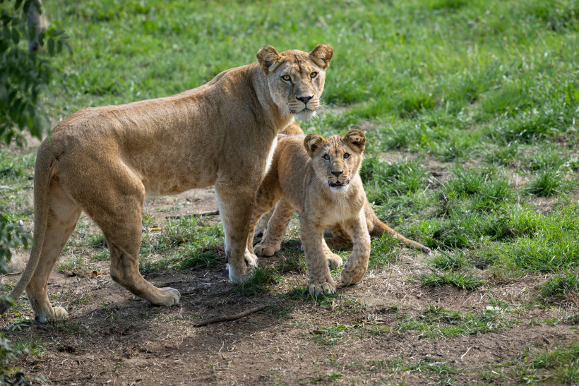 Sauvegarde des Lions d'Afrique