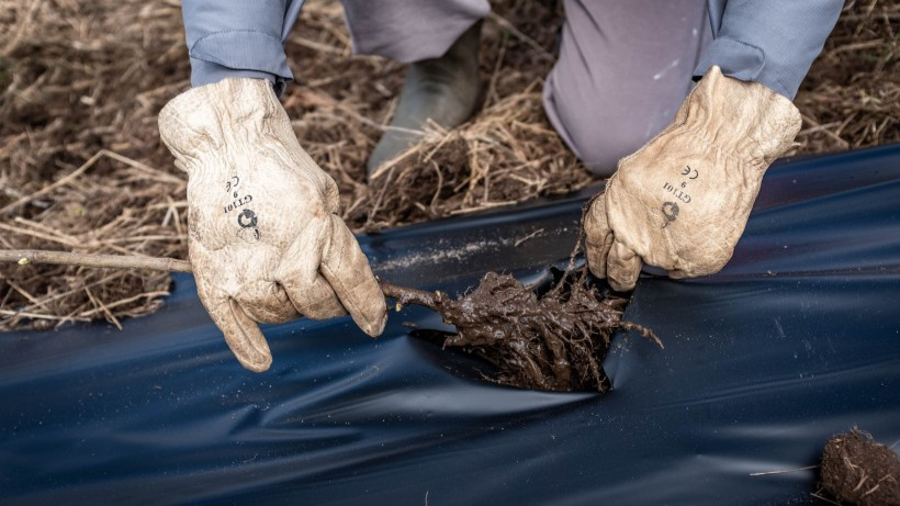 Près de 7 km ont déjà été plantés