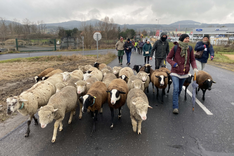 Une vingtaine de brebis ont participé à la mobilisation. 