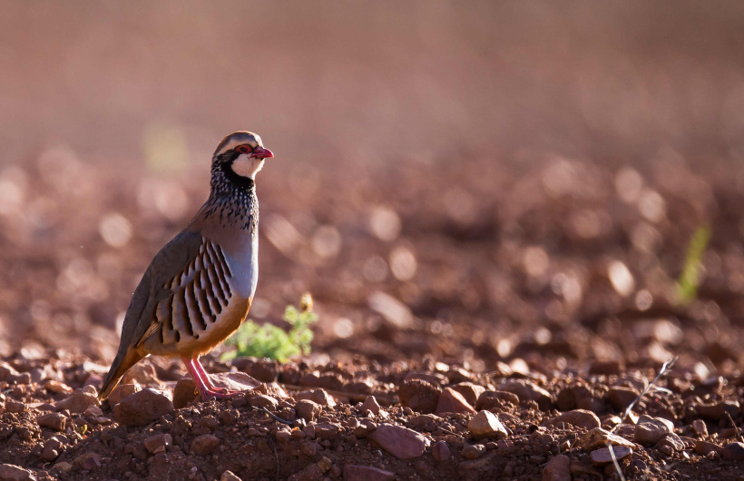 La perdrix rouge, présente dans les terres vellaves. 