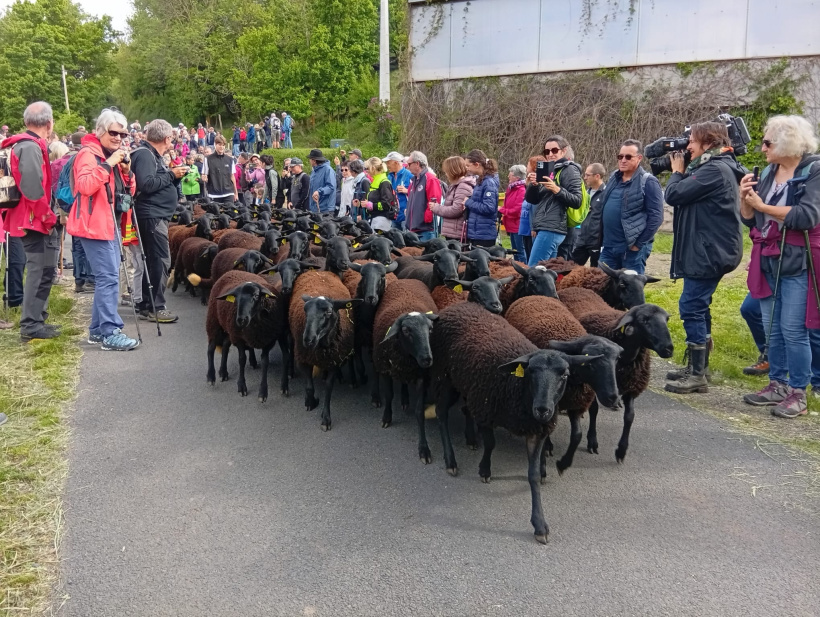 80 brebis ont accompagné les centaines de visiteurs... ou l'inverse. 