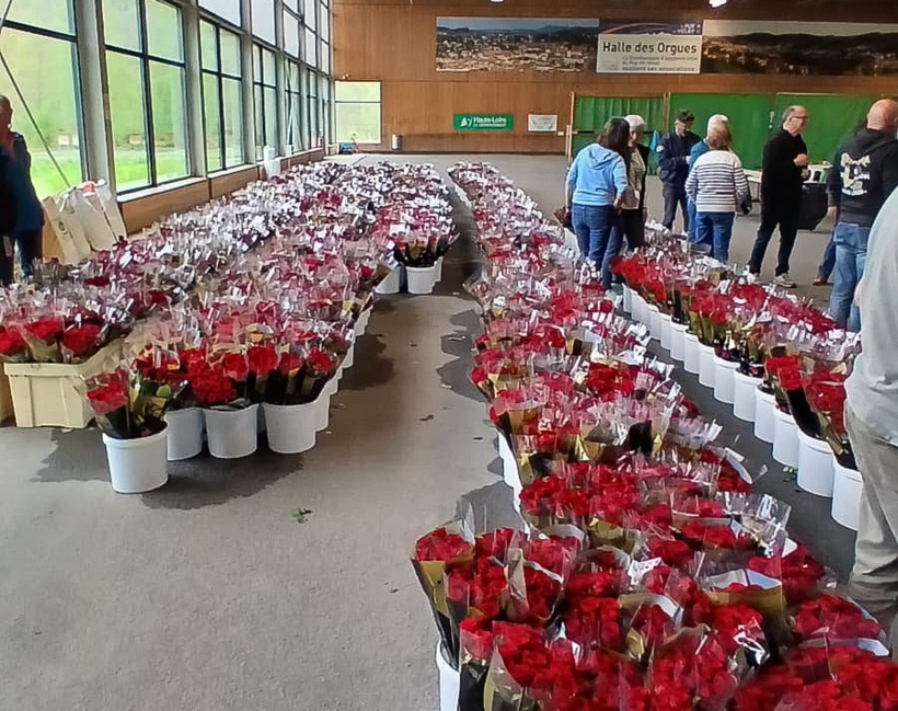 27 000 roses seront distribuées ce samedi 25 avril