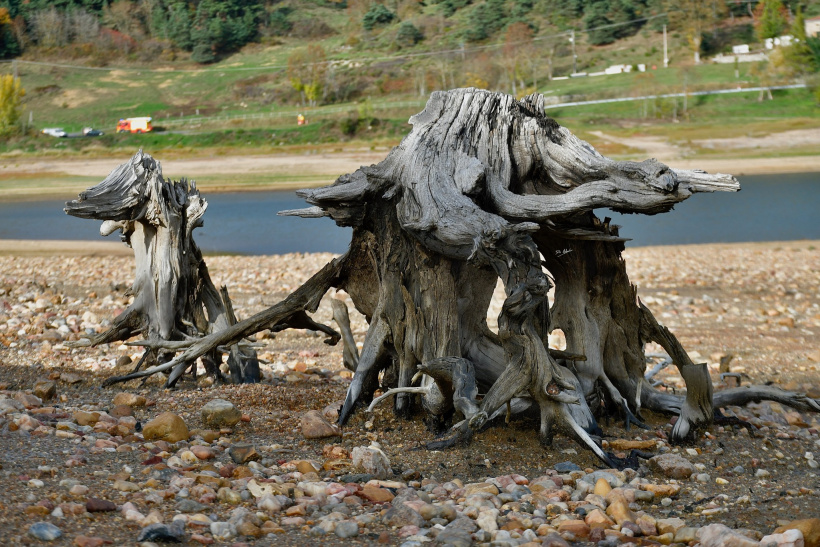 Des racines mortes ou des créatures vivantes... tout dépend de l'angle de vue. 